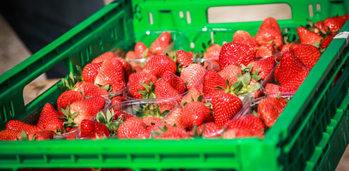 home_fragole_500x245