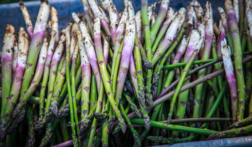 prodotti_asparagi_500x291