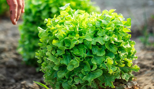 prodotti_insalata_500x291