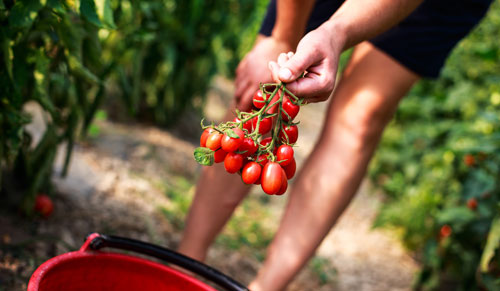 prodotti_pomodorini_500x291